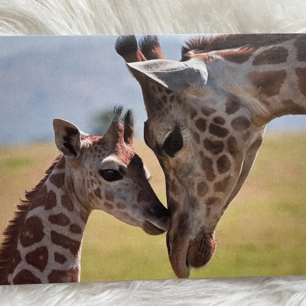 20 Assorted Cards Wild Animal blank inside